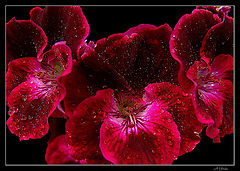 photo "Dew of Spring"