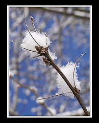 photo "Northern cotton :-)"