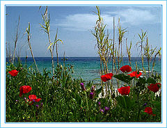 фото "spring"