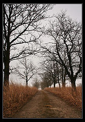 photo "road to a fog"