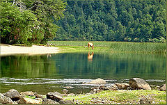 photo "peace in green..."