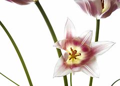 photo "tulips"