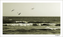 фото "Trio"