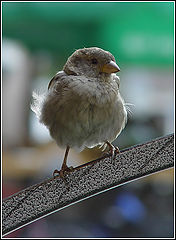 photo "Sparrow"