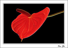 photo "red"