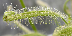 photo "Drocera"