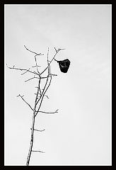 photo "Spring"