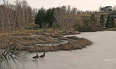 photo "*"