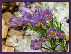 photo "Spring First-borns"