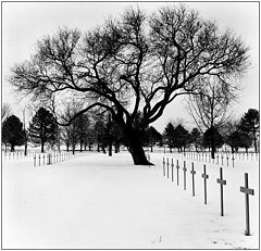 photo "under the snow"