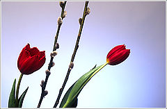 photo "Tulip"
