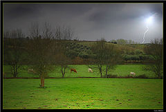 photo "Time to take cover!"