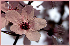 фото "Simple flower"
