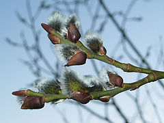 photo "Spring"
