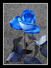 photo "Faded Rose"