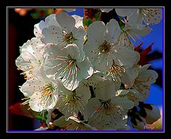photo "coming..."