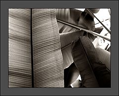 фото "Banana treeeee....."
