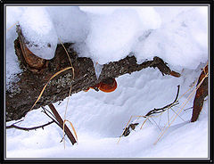 фото "Зимний гриб."