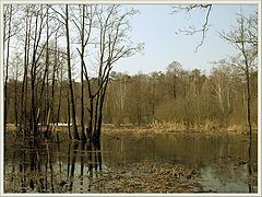 photo "Spring high water"