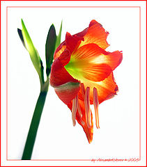 photo "Cartoon flower"