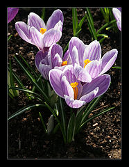 photo "Spring mood"
