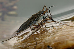 photo "Gerris lacustris ....and his Meal"