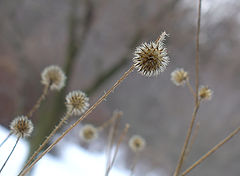 photo "***"