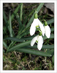 photo "classic white"