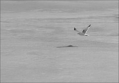 photo "Race with a shadow"
