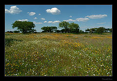 photo "Field Spring"