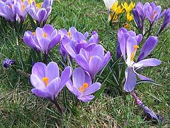 photo "First flowers"