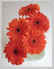 photo "Gerbera"