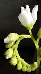 photo "Drocera"