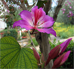 photo "Coral tree"