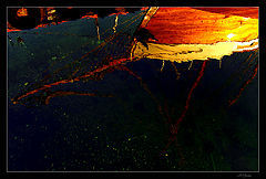 photo "Reflection of the prow"