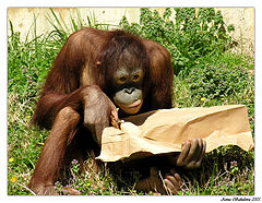 фото "Brown Bag Lunch"