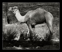 photo "***"