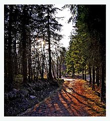 photo "On war home from forest"