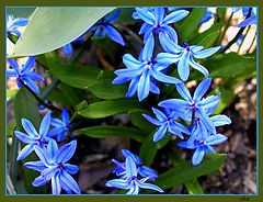 photo "Flowers 1"