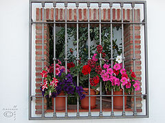 фото "Flowers"