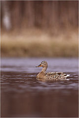 фото "Duck"