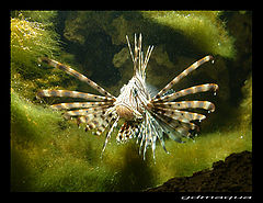 фото "pez mariposa"