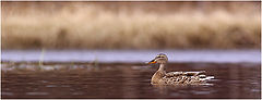 фото "Duckorama"