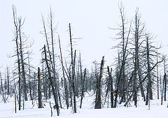 photo "Dead wood."