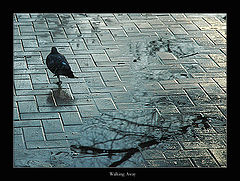 photo "Walking Away"