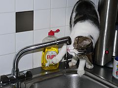 photo "Fresh water is best"