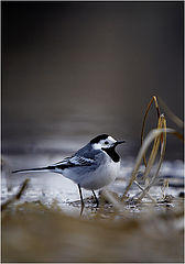 фото "Wagtail"