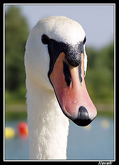 фото "Elegance"