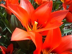 фото "Red flower"