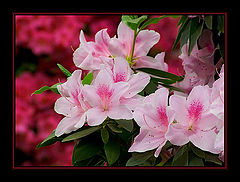 фото "***1"